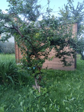 Коллективный сад номер 7, участок 58 в Славянске на Кубани - slavyansk-na-kubani.yutvil.ru - фото 28